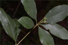 Pittosporum neelgherrense